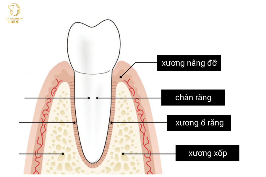 Cấu trúc xương ổ răng Cấu trúc xương ổ răng