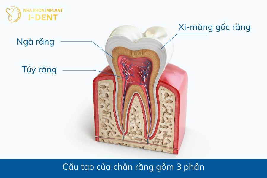 Cấu tạo của chân răng gồm 3 phần Cấu tạo của chân răng