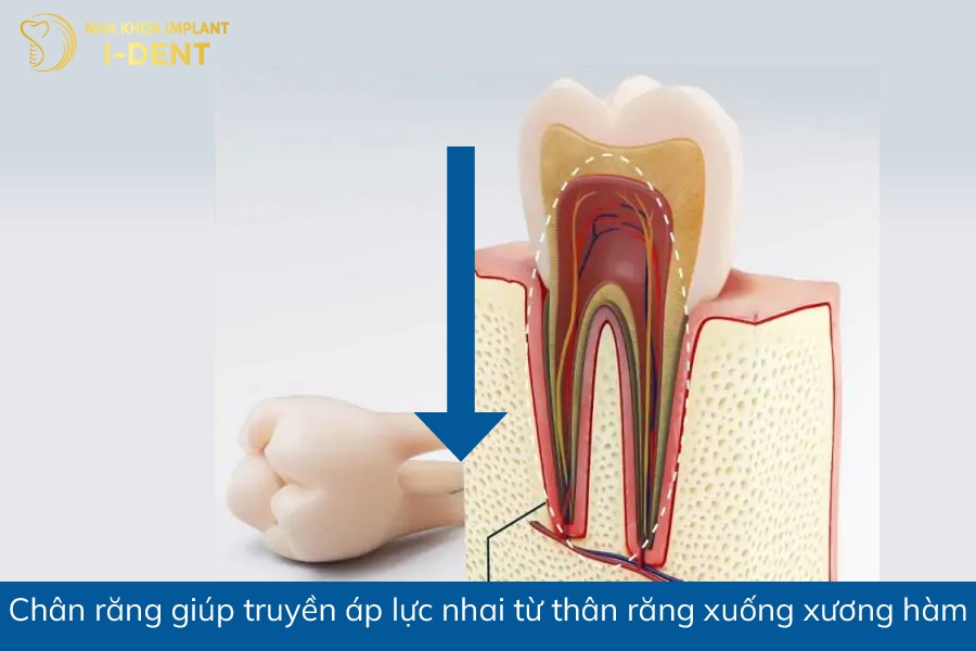 Chân răng giúp truyền áp lực nhai từ thân răng xuống xương hàm Chức năng của chân răng