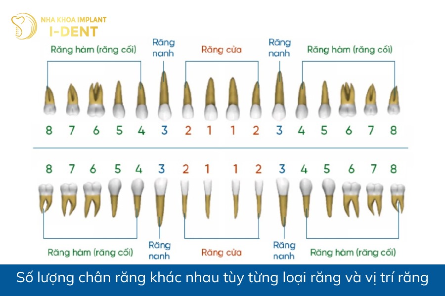Số lượng chân răng khác nhau tùy từng loại răng và vị trí răng chân răng hàm